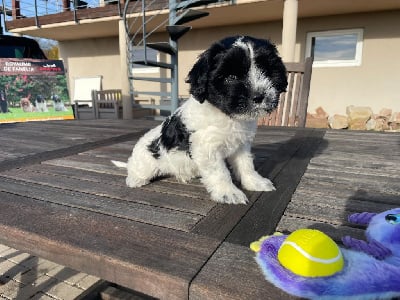 Les chiots de Schapendoes