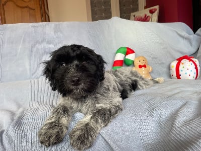 Les chiots de Schapendoes