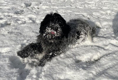 Les chiots de Schapendoes