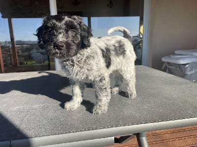 Les chiots de Schapendoes