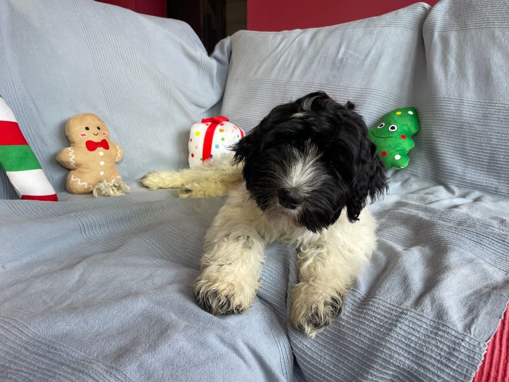 Allen Shezar - Collier Noir