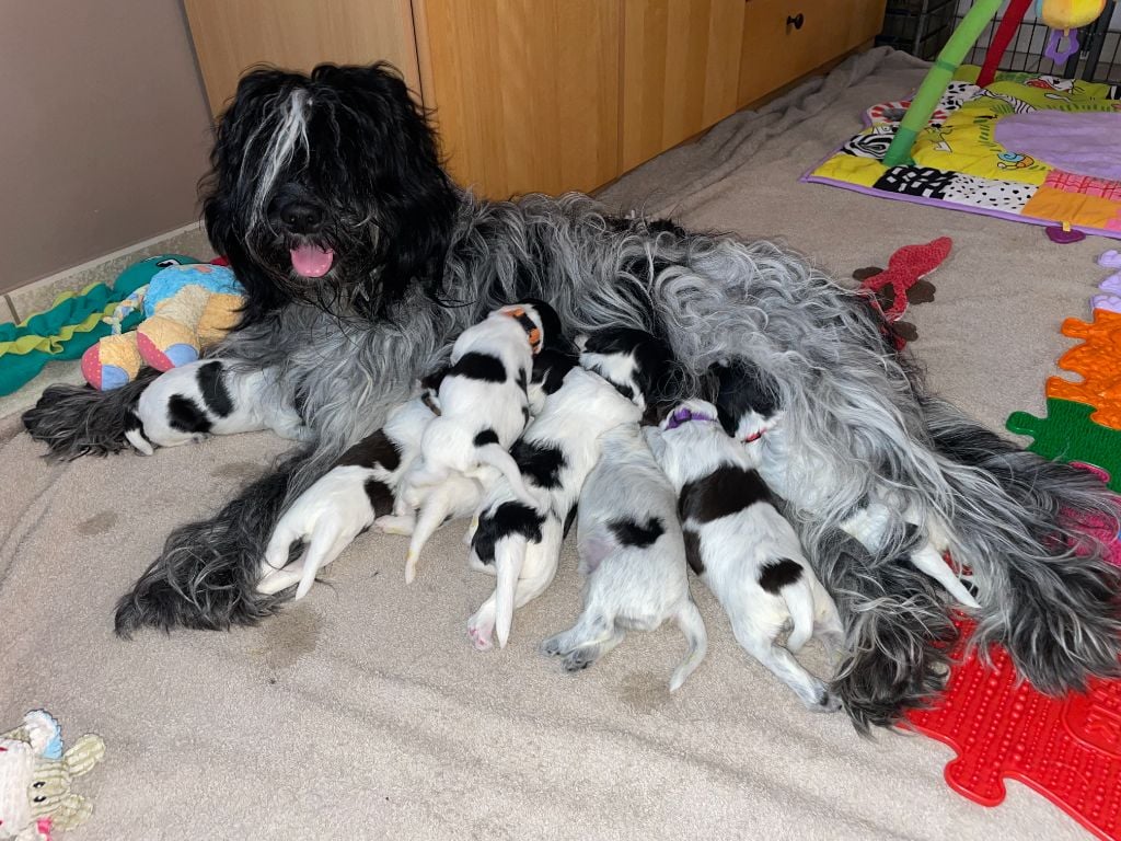 Schapendoes - Du Royaume De Fanelia