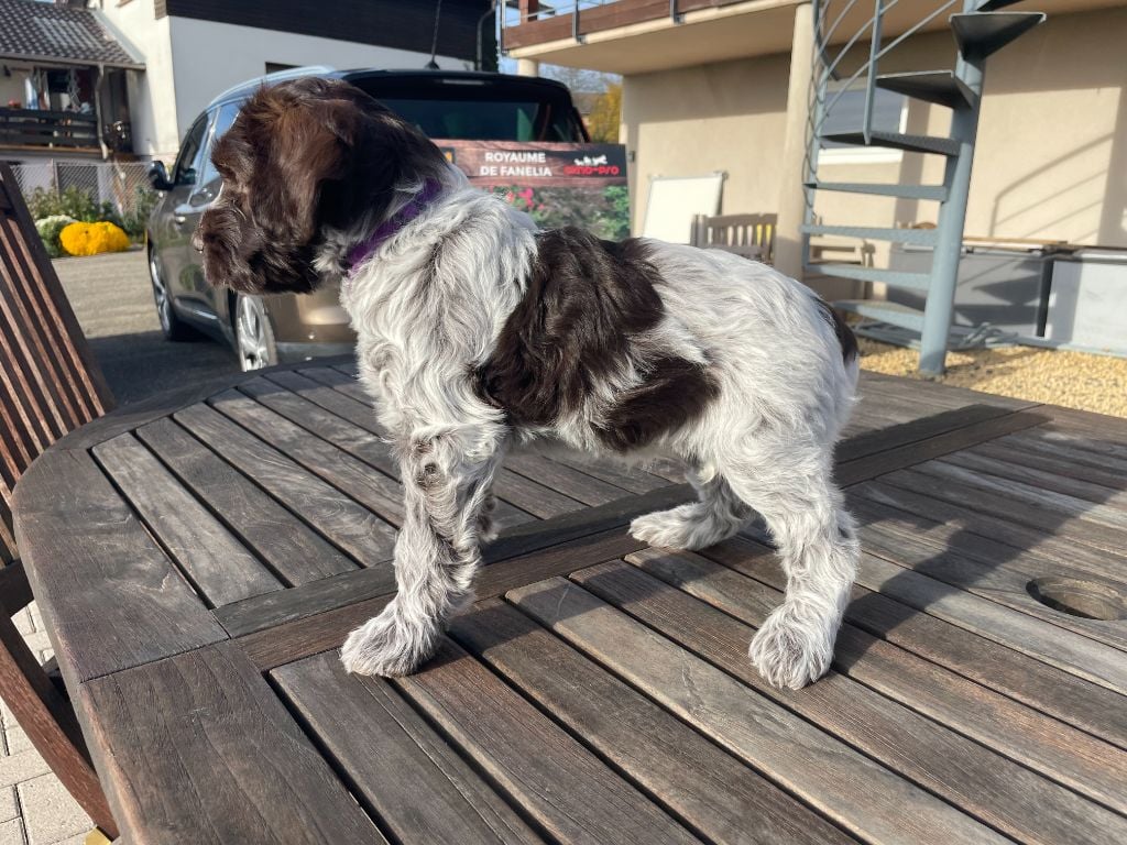 A'Louise - Collier Violet