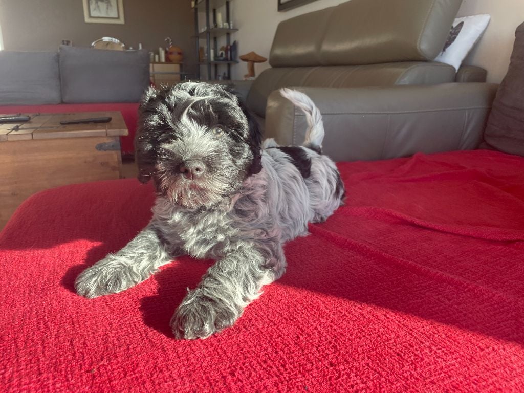 Aragorn - Collier Rouge