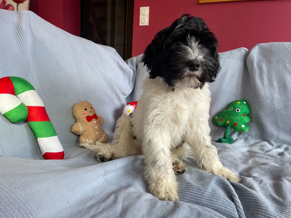 Allen Shezar - Collier Noir