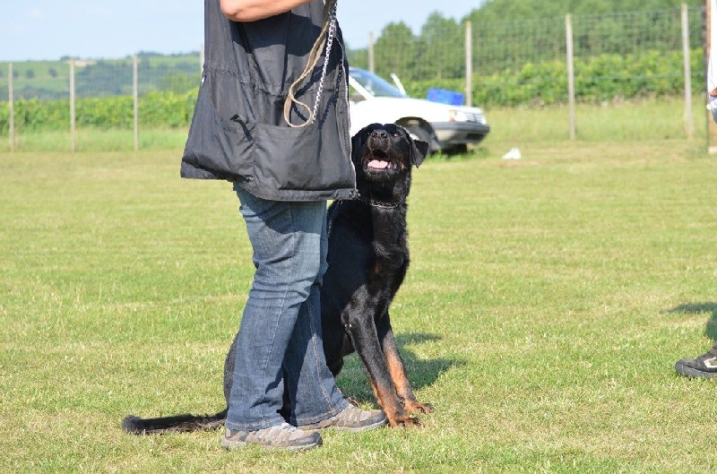 Publication : Du Vieux Tchiniss Auteur : François Nicaise