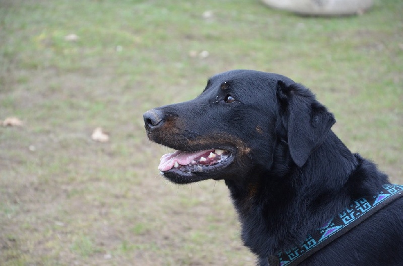 Publication : Du Vieux Tchiniss Auteur : François Nicaise