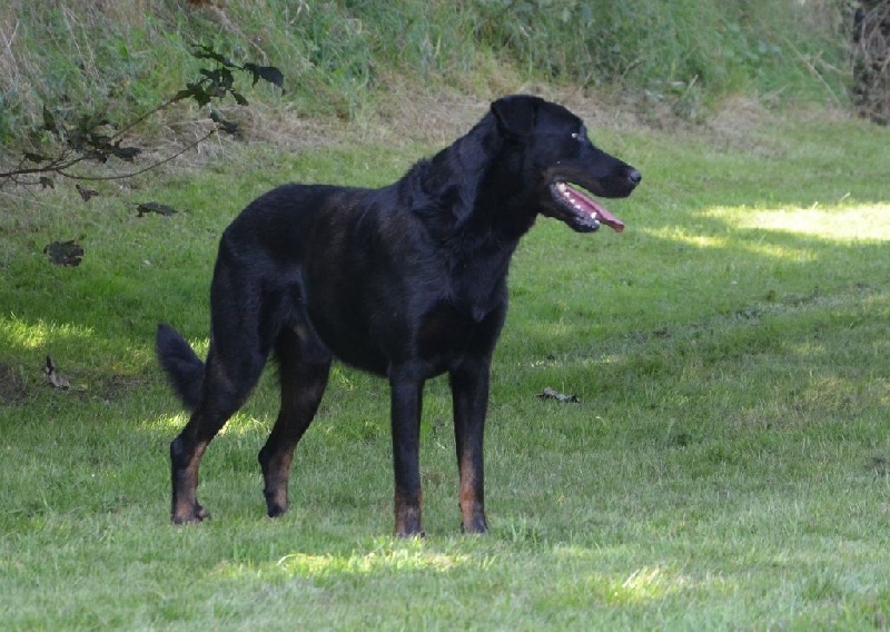 Publication : Du Vieux Tchiniss Auteur : François Nicaise