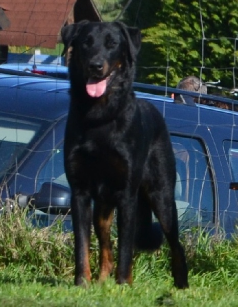 Publication : Du Vieux Tchiniss Auteur : François Nicaise