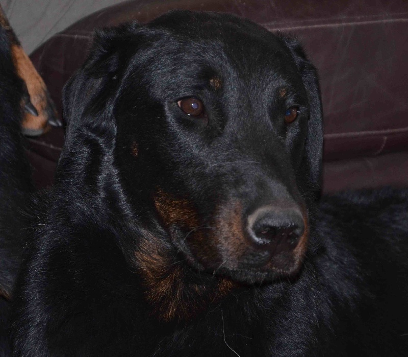 Publication : Du Vieux Tchiniss Auteur : François Nicaise