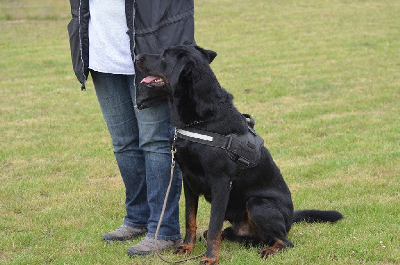 Publication : Du Vieux Tchiniss Auteur : François Nicaise