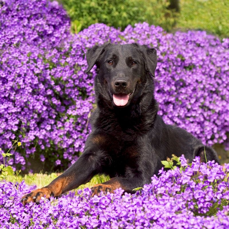 Publication : Du Vieux Tchiniss Auteur : François Nicaise