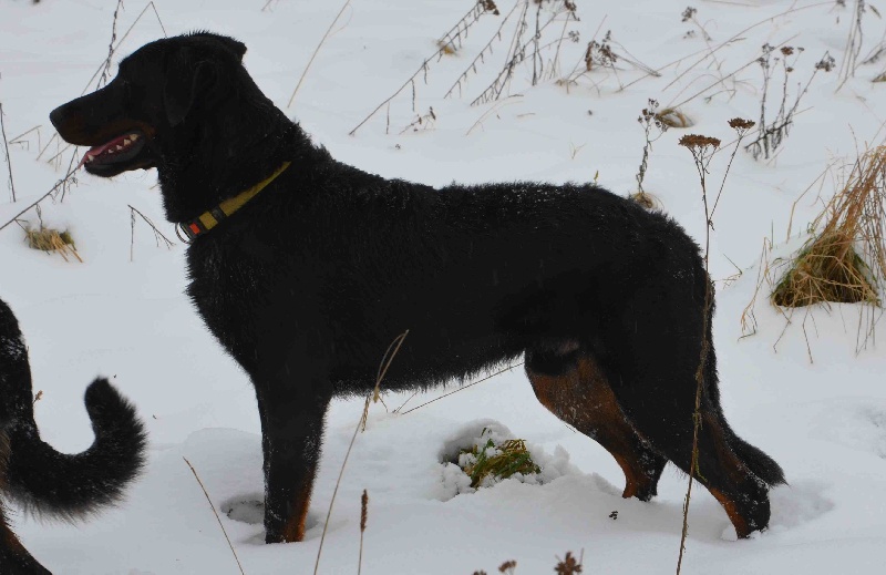 Publication : Du Vieux Tchiniss Auteur : François Nicaise