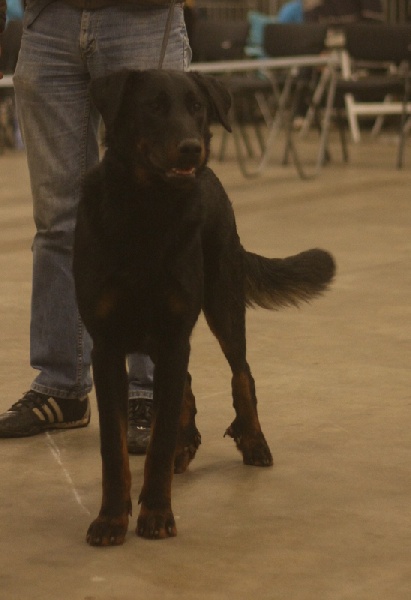 Publication : Du Vieux Tchiniss Auteur : François Nicaise