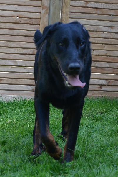 Publication : Du Vieux Tchiniss Auteur : François Nicaise