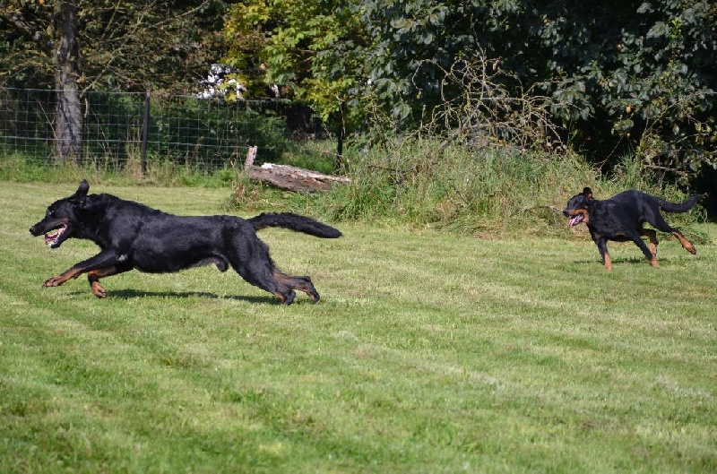 Publication : Du Vieux Tchiniss Auteur : François Nicaise
