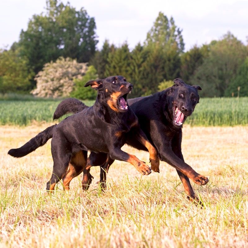 Publication : Du Vieux Tchiniss Auteur : François Nicaise