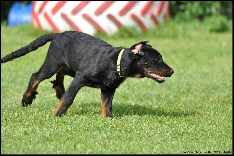 Publication : Du Vieux Tchiniss Auteur : François Nicaise