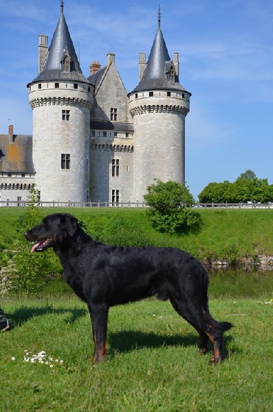 Killbill Du Vieux Tchiniss - cotation 4, étalon recommandé