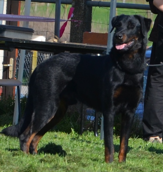 Killbill Du Vieux Tchiniss - Cotation 3