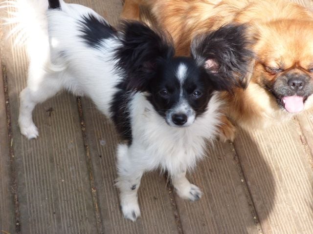 Publication : Des Amis De Zoé Auteur : J. Roussel