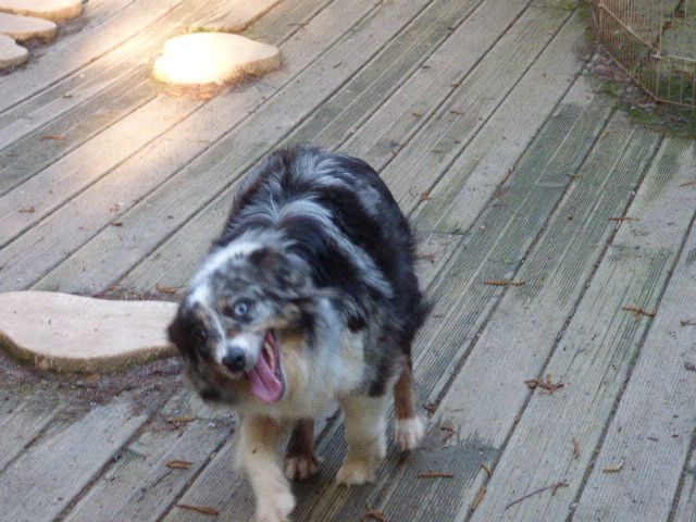 Publication : Des Amis De Zoé Auteur : j. Roussel