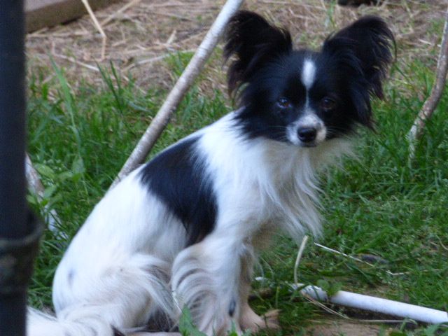 Publication : Des Amis De Zoé Auteur : J. Roussel