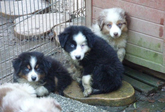 Berger Américain Miniature  - Des Amis De Zoé