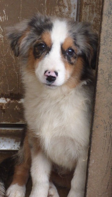 Berger Américain Miniature  - Des Amis De Zoé