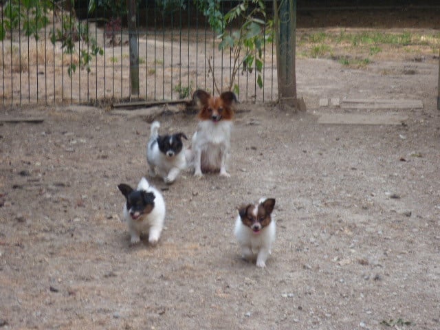 Chiot Epagneul nain Continental (Papillon)