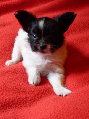 Les chiots de Epagneul nain Continental (Papillon)