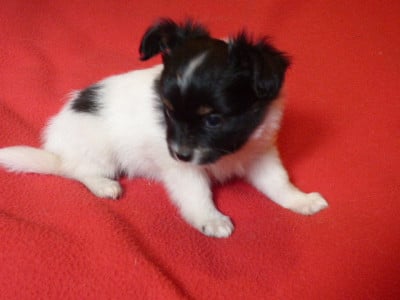 Les chiots de Epagneul nain Continental (Papillon)