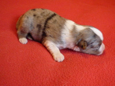 Les chiots de Berger Américain Miniature 