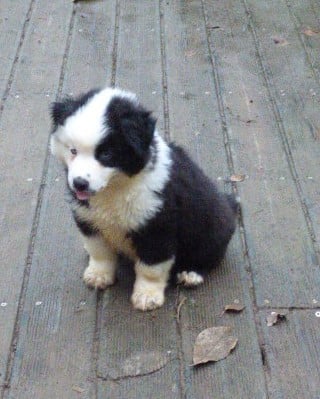 Les chiots de Berger Américain Miniature