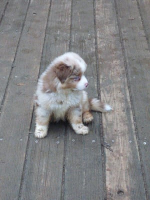 Les chiots de Berger Américain Miniature