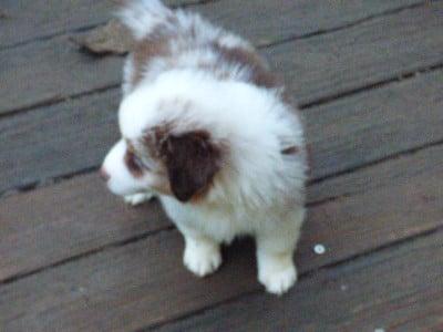 Les chiots de Berger Américain Miniature