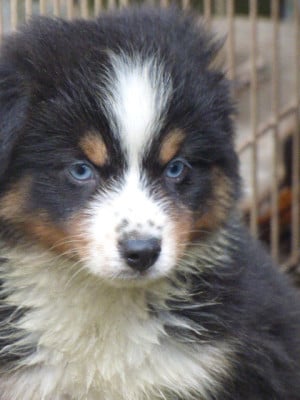 Les chiots de Berger Américain Miniature