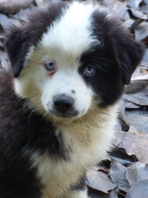 Les chiots de Berger Américain Miniature