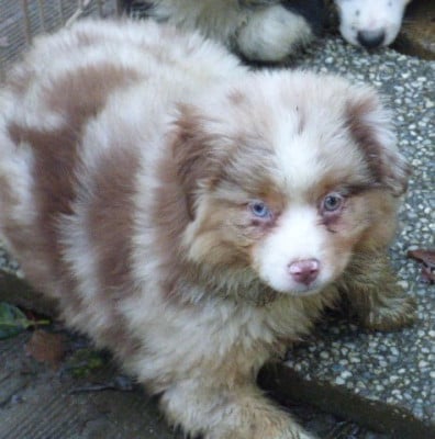Les chiots de Berger Américain Miniature