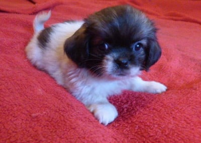 Les chiots de Epagneul tibetain