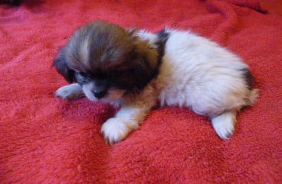 Les chiots de Epagneul tibetain