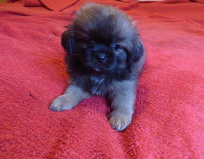 Les chiots de Epagneul tibetain
