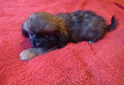 Les chiots de Epagneul tibetain