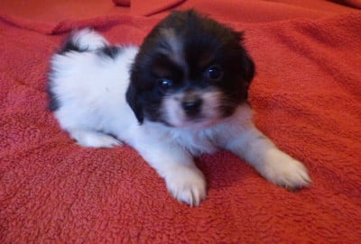 Les chiots de Epagneul tibetain