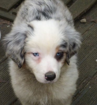 Les chiots de Berger Américain Miniature 