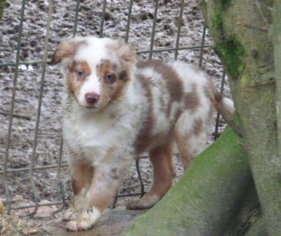 Les chiots de Berger Américain Miniature 