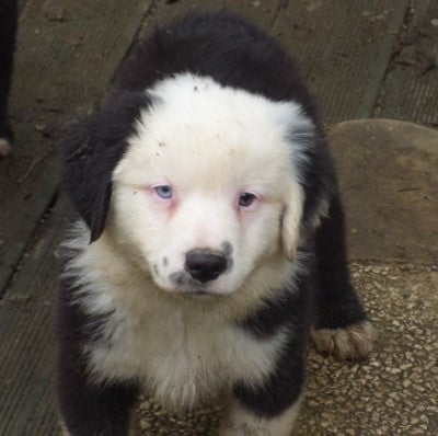 Les chiots de Berger Américain Miniature 