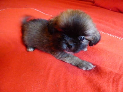 Les chiots de Epagneul tibetain