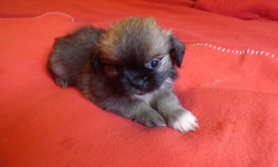 Les chiots de Epagneul tibetain