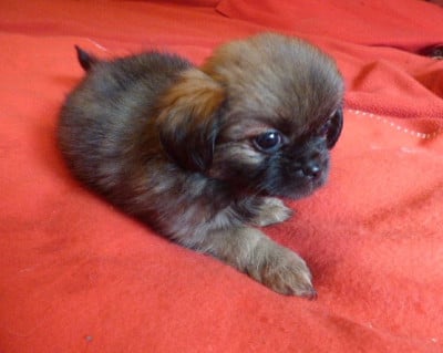 Les chiots de Epagneul tibetain